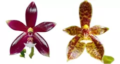 Cornu Cervi Red x Jungle