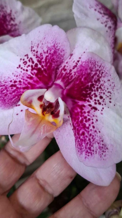 Phalaenopsis Exótica na internet