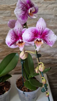 Phalaenopsis Exótica - loja online