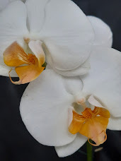 Phalaenopsis Darwin