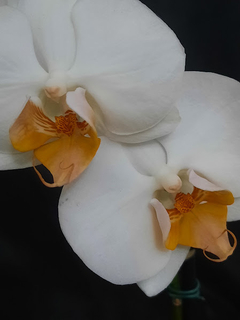 Phalaenopsis Darwin - comprar online