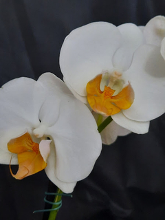 Phalaenopsis Darwin na internet