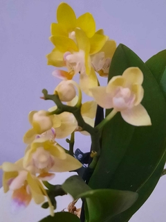 Phalaenopsis Baby Gold Tris Dekpot - comprar online