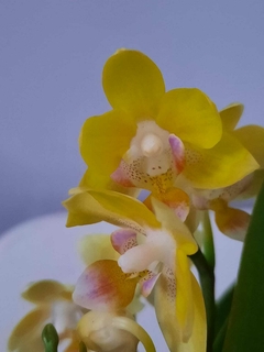 Phalaenopsis Baby Gold Tris Dekpot