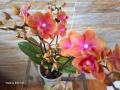 Phalaenopsis Dusty Belle (PERFUMADA) - comprar online