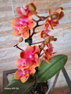 Phalaenopsis Dusty Belle (PERFUMADA)