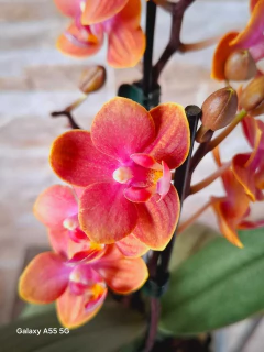 Phalaenopsis Dusty Belle (PERFUMADA) - Orquidário Hortolândia