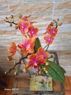 Phalaenopsis Dusty Belle (PERFUMADA) na internet