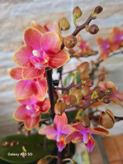 Phalaenopsis Dusty Belle (PERFUMADA) - loja online