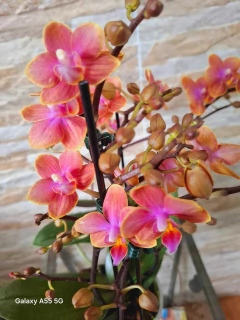Phalaenopsis Dusty Belle (PERFUMADA) na internet