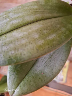 Phalaenopsis Dusty Belle (PERFUMADA)