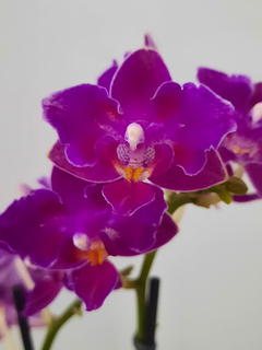 Phalaenopsis Happy trilabelo