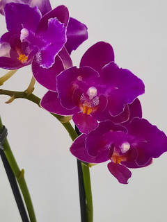 Phalaenopsis Happy trilabelo - comprar online