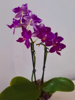 Phalaenopsis Happy trilabelo na internet