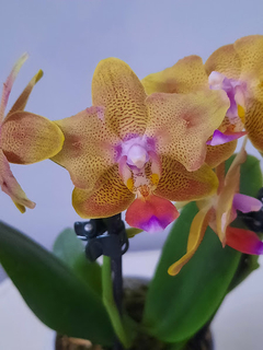 Phalaenopsis Baby Haruteru trilabelo
