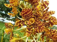 Grammatophyllum speciosum - MAIOR ORQUÍDEA DO MUNDO - RARA