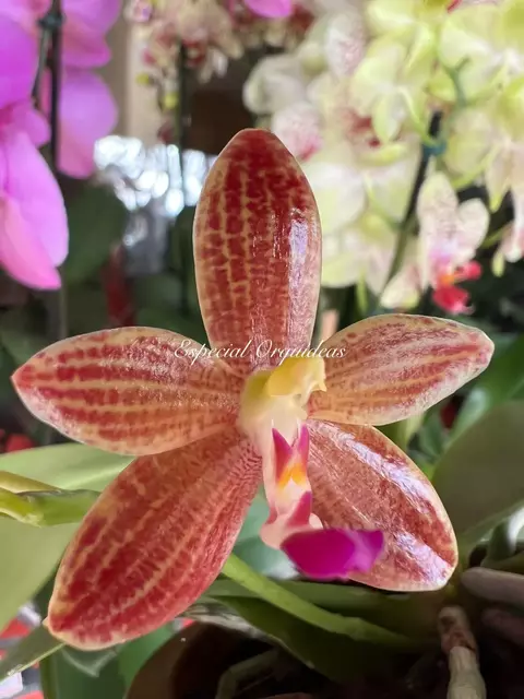 Phalaenopsis (cornu cervi forma chatalladae x javanica) - comprar online