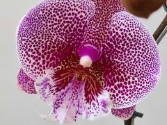 Phalaenopsis Jambalaya Big Lip