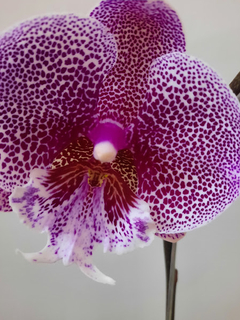 Phalaenopsis Jambalaya Big Lip - comprar online