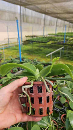 Phalaenopsis (cornu cervi forma chatalladae x javanica) - Orquidário Hortolândia