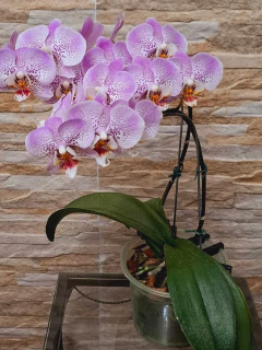 Phalaenopsis Jillion na internet