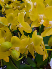 Phalaenopsis La Paz - comprar online