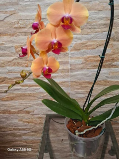 Phalaenopsis Marianne na internet