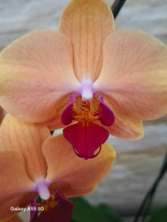 Imagem do Phalaenopsis Marianne