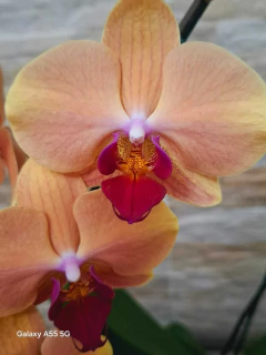 Phalaenopsis Marianne - loja online