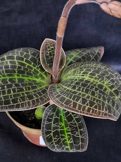 Orquídea Dossinia marmorata - comprar online