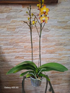 Phalaenopsis Papagayo - Orquidário Hortolândia