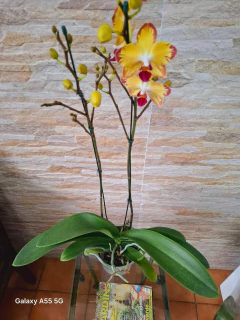 Phalaenopsis Papagayo - comprar online