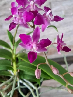 Phal. equestris 'Soroa Firewings' na internet