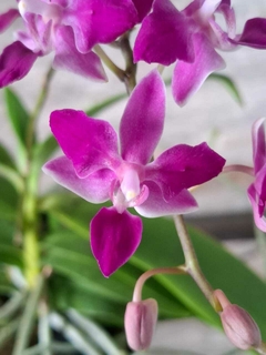 Phal. equestris 'Soroa Firewings'