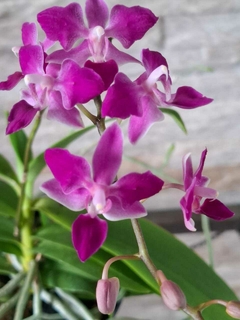 Phal. equestris 'Soroa Firewings' - comprar online