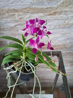 Phal. equestris 'Soroa Firewings' - loja online