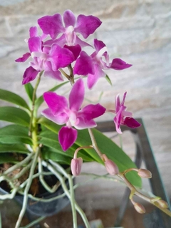 Imagem do Phal. equestris 'Soroa Firewings'