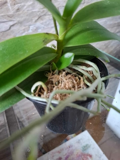 Phal. equestris 'Soroa Firewings'