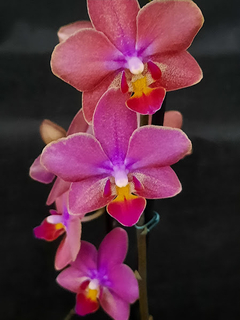 Phalaenopsis Secret Fragrance (Perfumada)