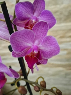 Phalaenopsis Amethyst - comprar online