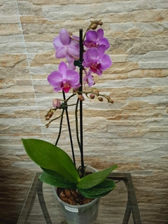 Phalaenopsis Amethyst na internet
