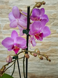 Phalaenopsis Amethyst - Orquidário Hortolândia