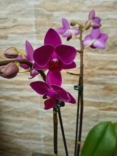 Phalaenopsis Happy Star - comprar online
