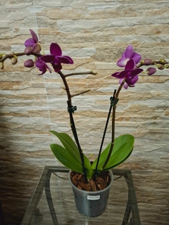 Phalaenopsis Happy Star na internet