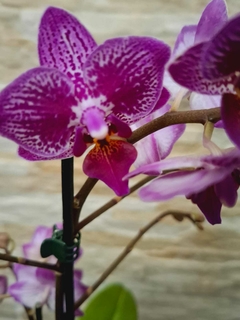 Phalaenopsis Horglin Vicky - comprar online