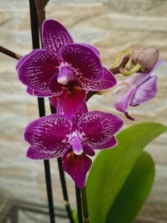 Phalaenopsis Horglin Vicky na internet