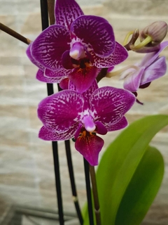 Phalaenopsis Horglin Vicky