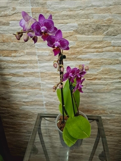 Phalaenopsis Horglin Vicky - Orquidário Hortolândia