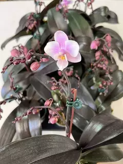 Imagem do Phalaenopsis Jiaho's Pink Girl