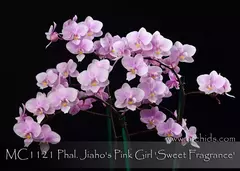 Phalaenopsis Jiaho's Pink Girl - Orquidário Hortolândia